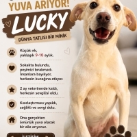 Sevgi dol..