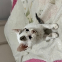 Kedi sahi..
