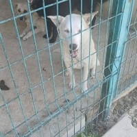 Mavi için..