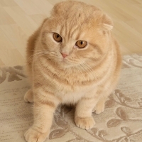 Erkek güz..