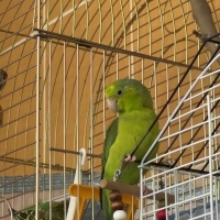 Mango ve..