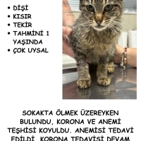 3 Haftadı..