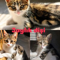 Bu şirin..