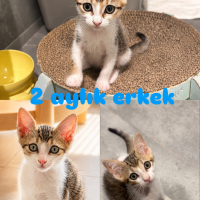 Bu miniği..