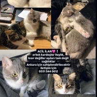Kardeşler..