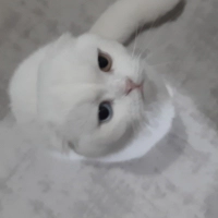 Kalıcı yu..