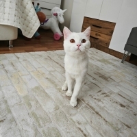 Pamuğumuz..
