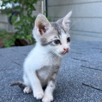 Çoraplı'y..
