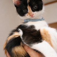 ŞANS KEDİ..