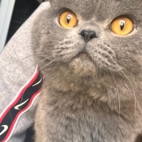 Taşınırke..