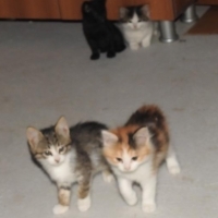 Calico kı..