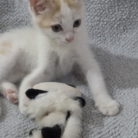 Minik Pre..