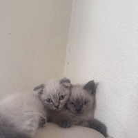 🐾 Ömürlü..