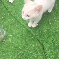 Sokağa atılmış, bir yuvası olsun
