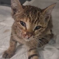Tekir Dişi Kedi 3 AYLIK