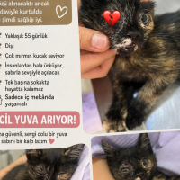 GÖZÜ TEDA..