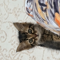 Minik Oğl..