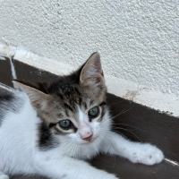 İnsana ço..