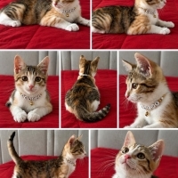 Şans kedi..
