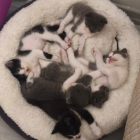 Cins kırm..