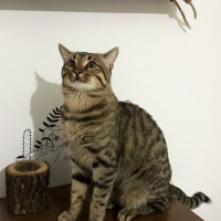 Ömür boyu..