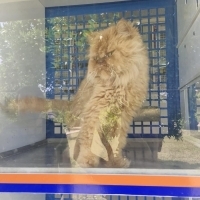 Sarıya ac..