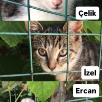 İZEL ÇELİ..