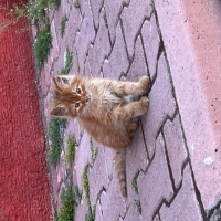 cekik göz..