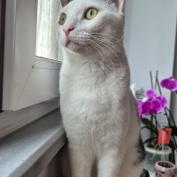 Güzel kız..