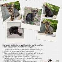 Küçük oyu..