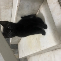 mırıl mırıl olan bu cana yuva arıyoruz