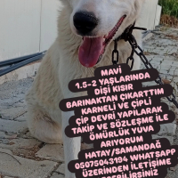 Mavi yuva..