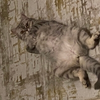 Çok Akıll..