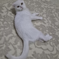 SCOOTİSH..