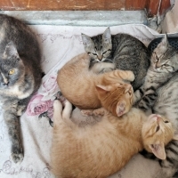 Kedi prot..