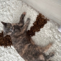 Mia kedi..