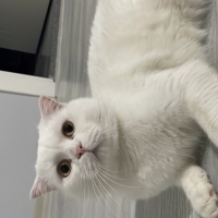 casper iç..