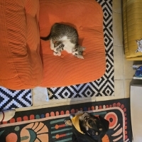 savaşcı..