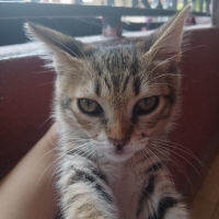 Oyun mera..