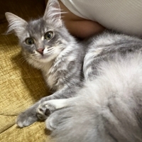 🐾 DUMAN ÖMÜRLÜK YUVA ARIYOR 🐾
