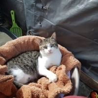 ACİL YUVA..