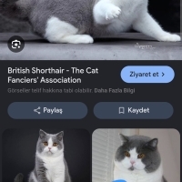 Britihs k..