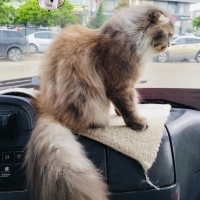 Kucaktan..