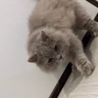 Kedi sahi..