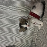 Kediğimiz..