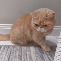 LEO İÇİN..