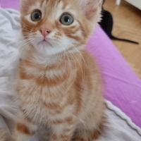 Thor için..