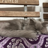 persian(i..