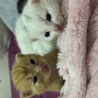 Minik yen..