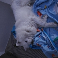 Samoyed 3..